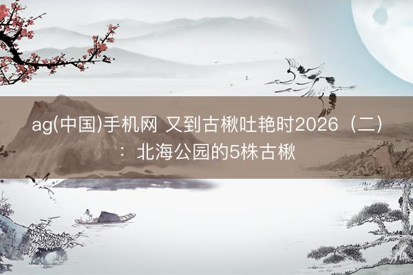 ag(中国)手机网 又到古楸吐艳时2026（二）：北海公园的5株古楸